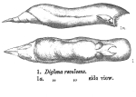 Diglena revolvens