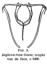 Diglena rosa