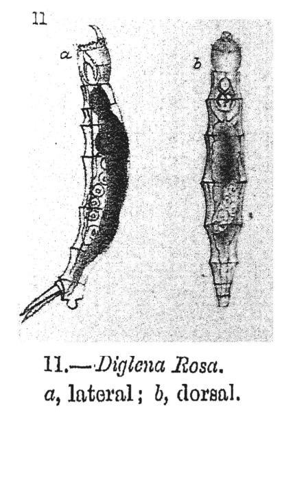 Diglena rosa - Original description image