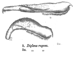 Diglena rugosa - Original description image