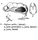 Diglena suilla - Original description image