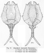 Dinocharis intermedia