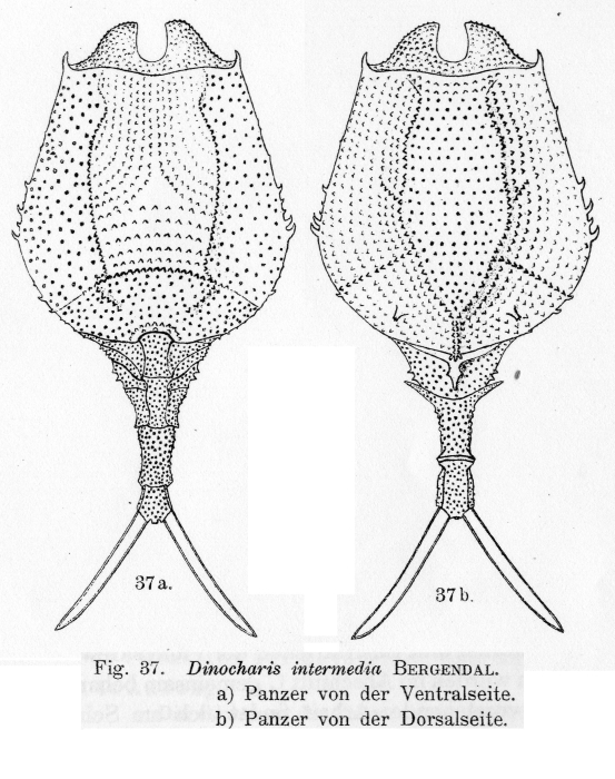 Dinocharis intermedia