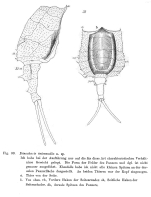 Dinocharis intermedia - Original description image
