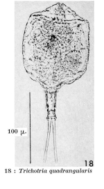 Dinocharis quadrangularis
