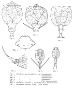 Dinocharis quadrangularis - Original description image