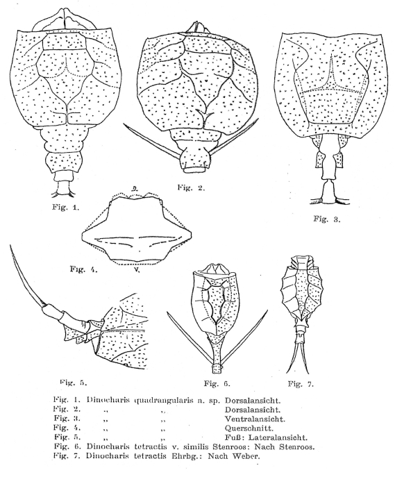 Dinocharis quadrangularis - Original description image