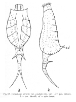 Dinocharis tetractis var. caudata - Original description image