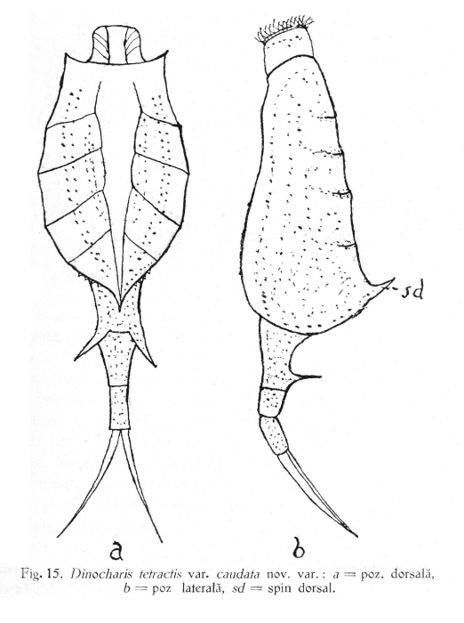 Dinocharis tetractis var. caudata - Original description image