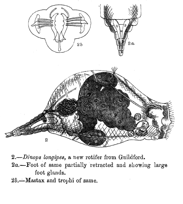 Dinops longipes