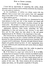 Dinops longipes - Original description image