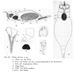 Diops marinus - Original description image
