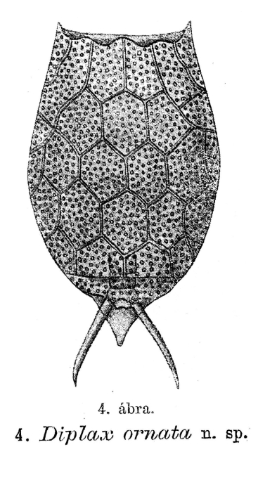 Diplax ornata - Original description image