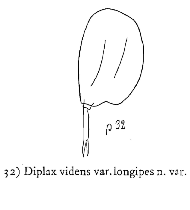 Diplax videns var. longipes - Original description image
