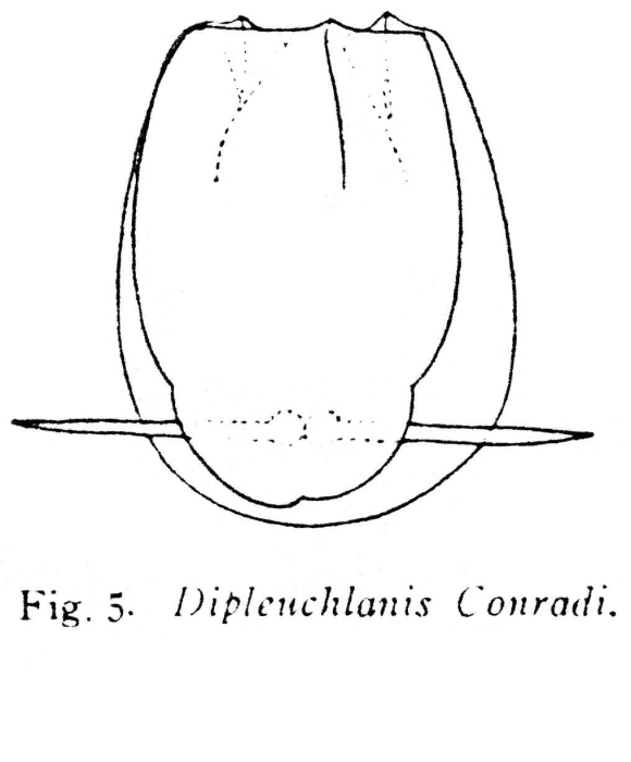 Dipleuchlanis conradi - Original description image