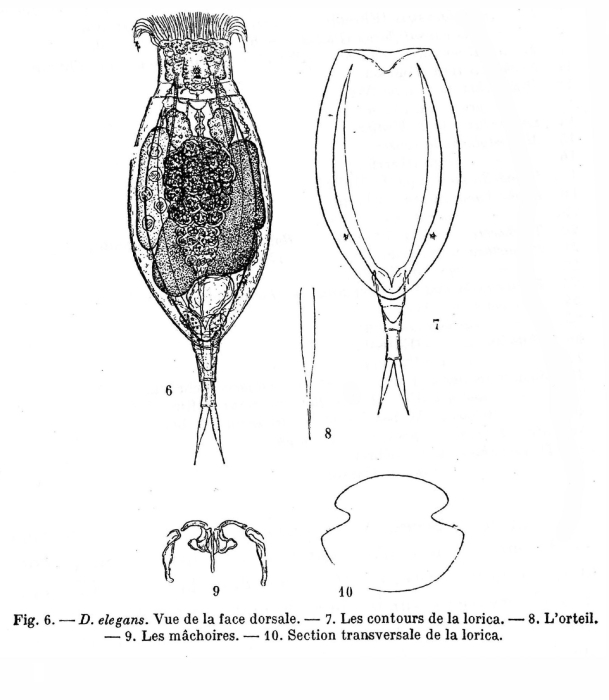 Dipleuchlanis elegans