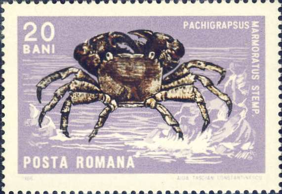 Pachygrapsus marmoratus