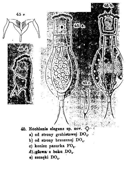 Dipleuchlanis elegans - Original description image