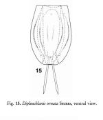 Dipleuchlanis ornata