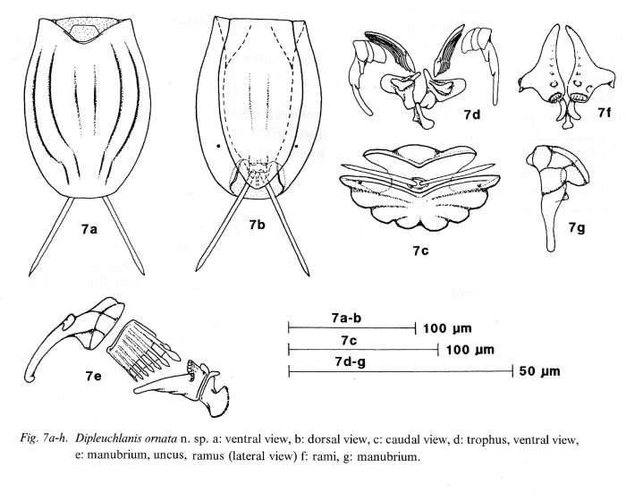Dipleuchlanis ornata - Original description image
