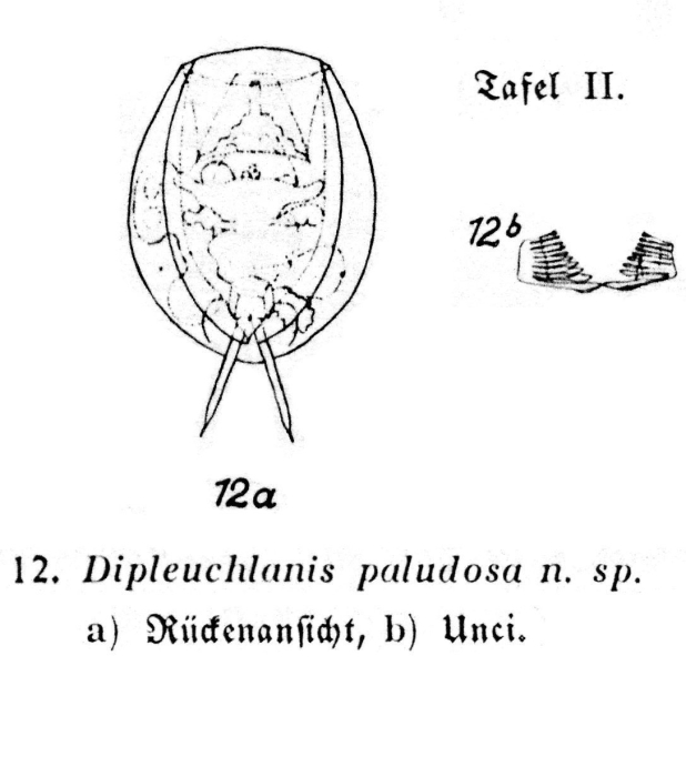 Dipleuchlanis paludosa