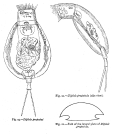 Dipleuchlanis propatula