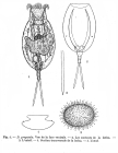 Dipleuchlanis propatula