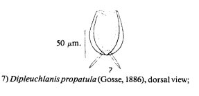 Dipleuchlanis propatula