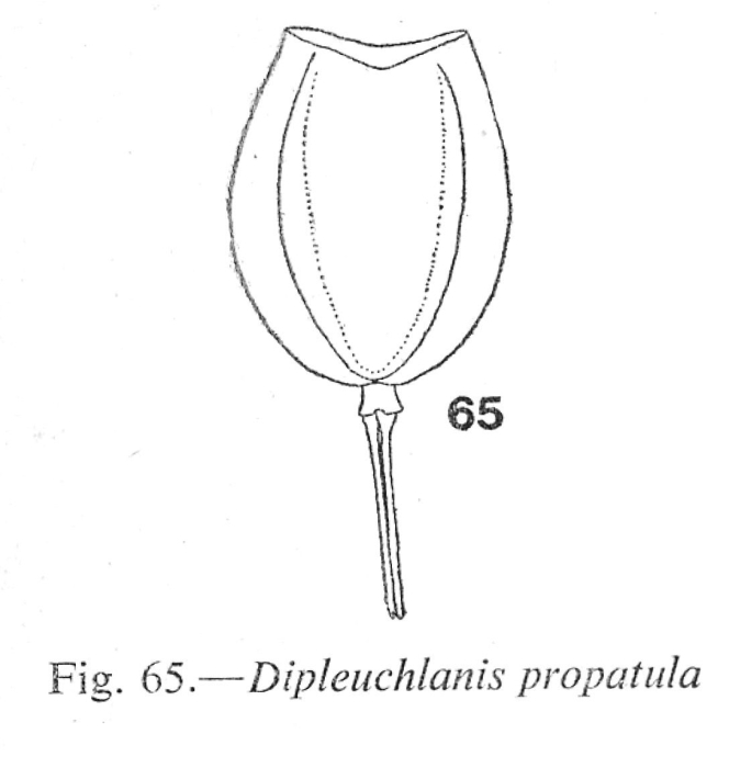 Dipleuchlanis propatula