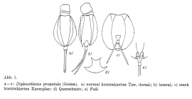 Dipleuchlanis propatula