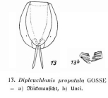 Dipleuchlanis propatula