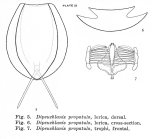 Dipleuchlanis propatula