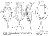 Dipleuchlanis propatula