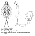 Dipleuchlanis propatula