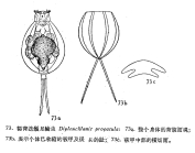 Dipleuchlanis propatula