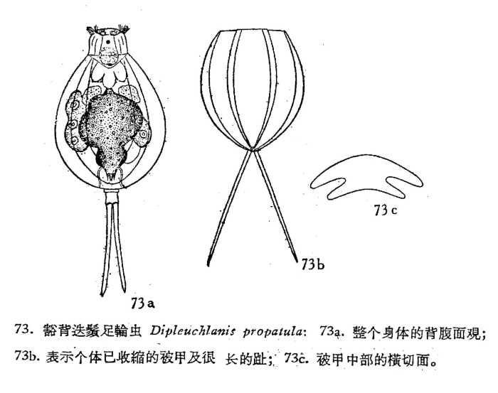 Dipleuchlanis propatula Dipleuchlanis propatula