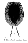 Dipleuchlanis propatula