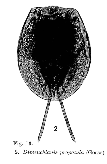 Dipleuchlanis propatula Dipleuchlanis propatula
