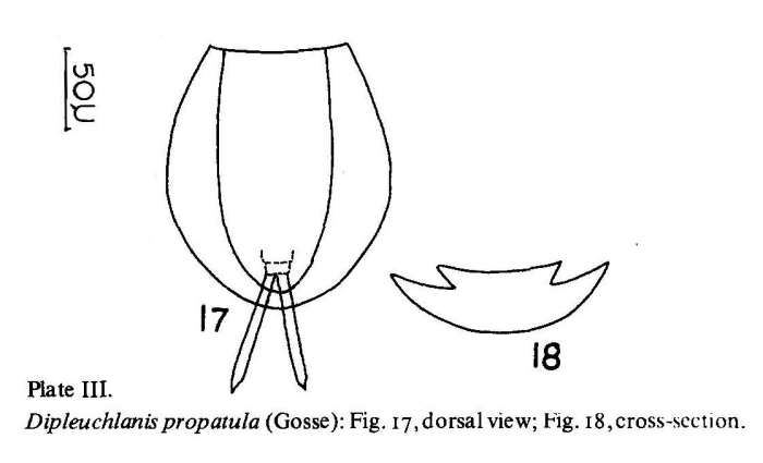 Dipleuchlanis propatula