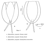 Dipleuchlanis propatula