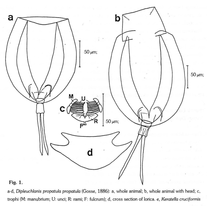 Dipleuchlanis propatula