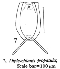Dipleuchlanis propatula