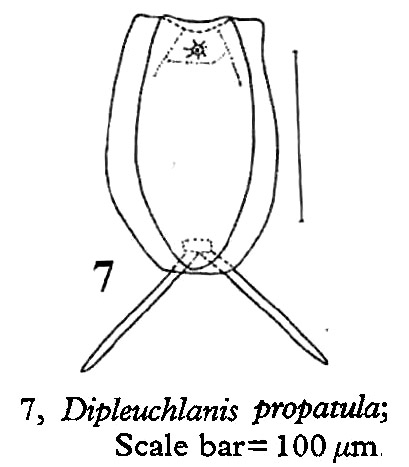 Dipleuchlanis propatula Dipleuchlanis propatula