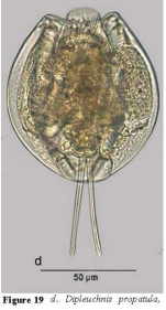Dipleuchlanis propatula