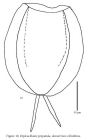 Dipleuchlanis propatula