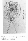 Dipleuchlanis propatula