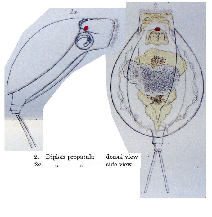 Dipleuchlanis propatula - Original description image