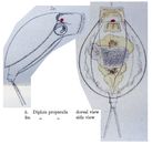 Dipleuchlanis propatula