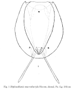 Dipleuchlanis propatula f. macrodactyla