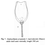 Dipleuchlanis propatula f. macrodactyla